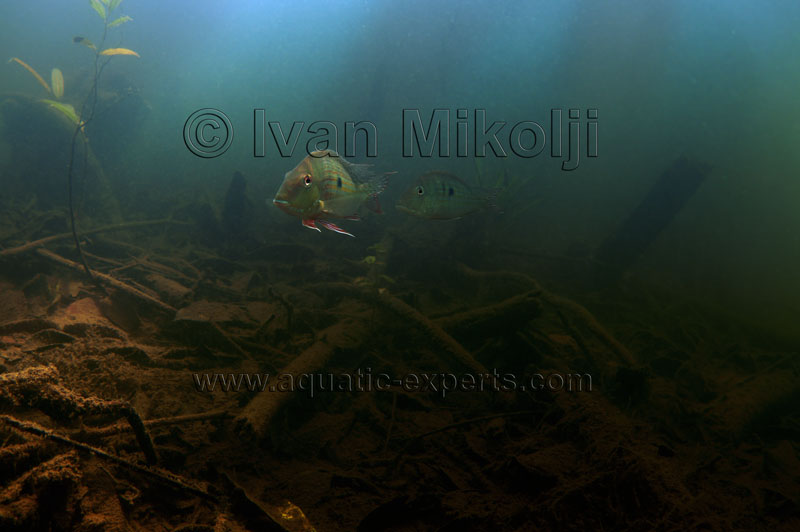 amazon below water
